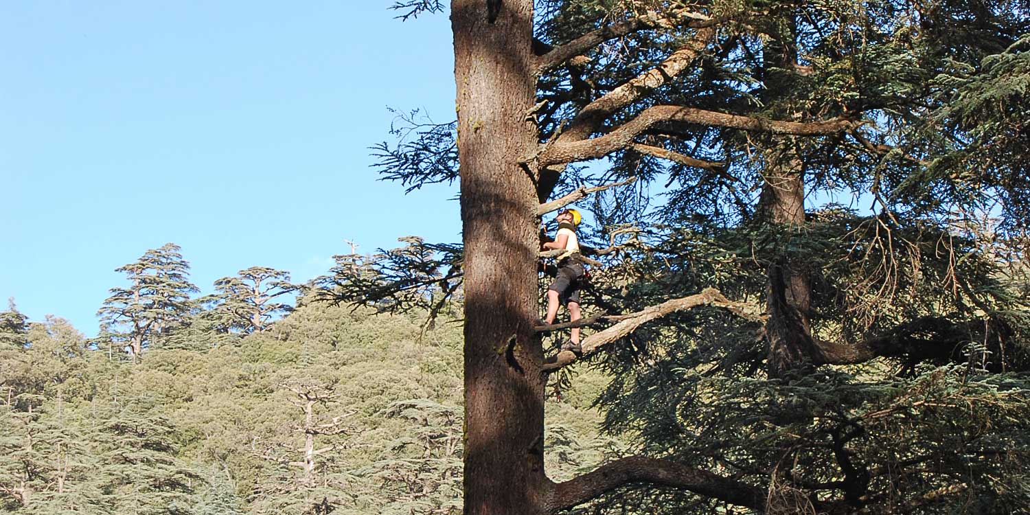 Buckinghamshire tree surveyor climbing  a tall tree