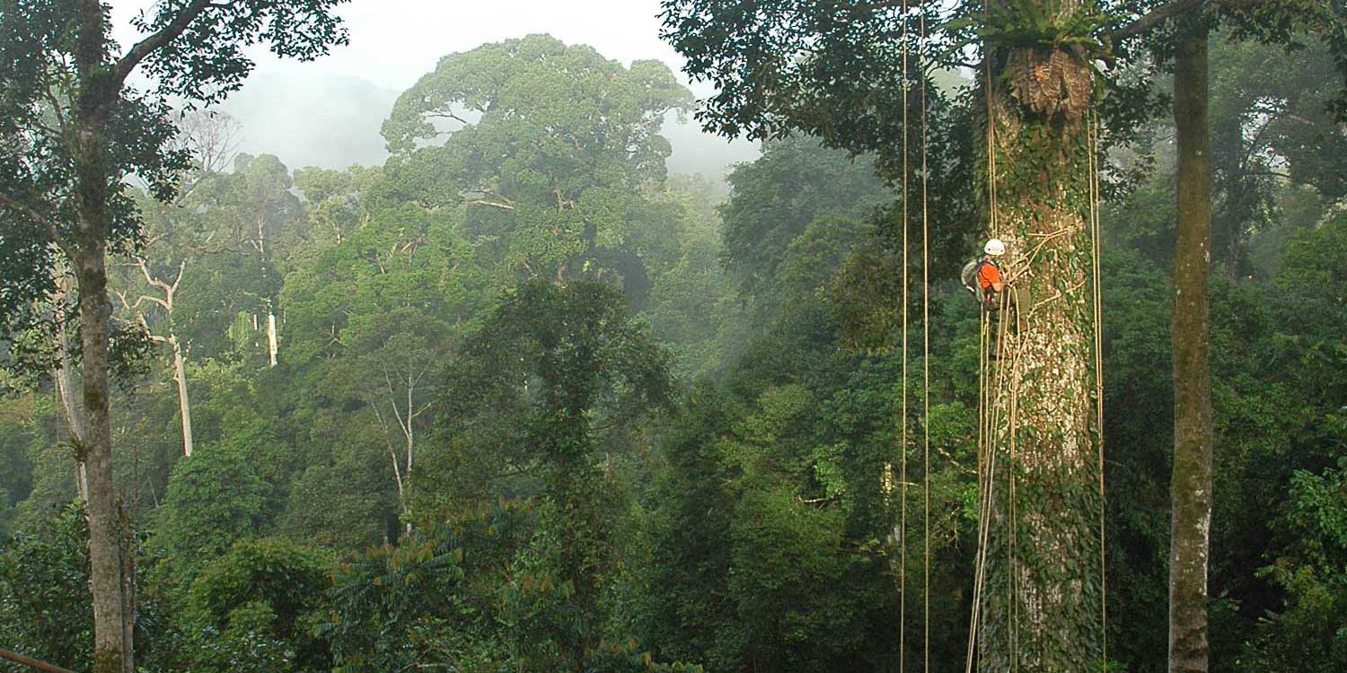 Oxford tree surveyor & botanical arborist tree climbing in tropical rainforest