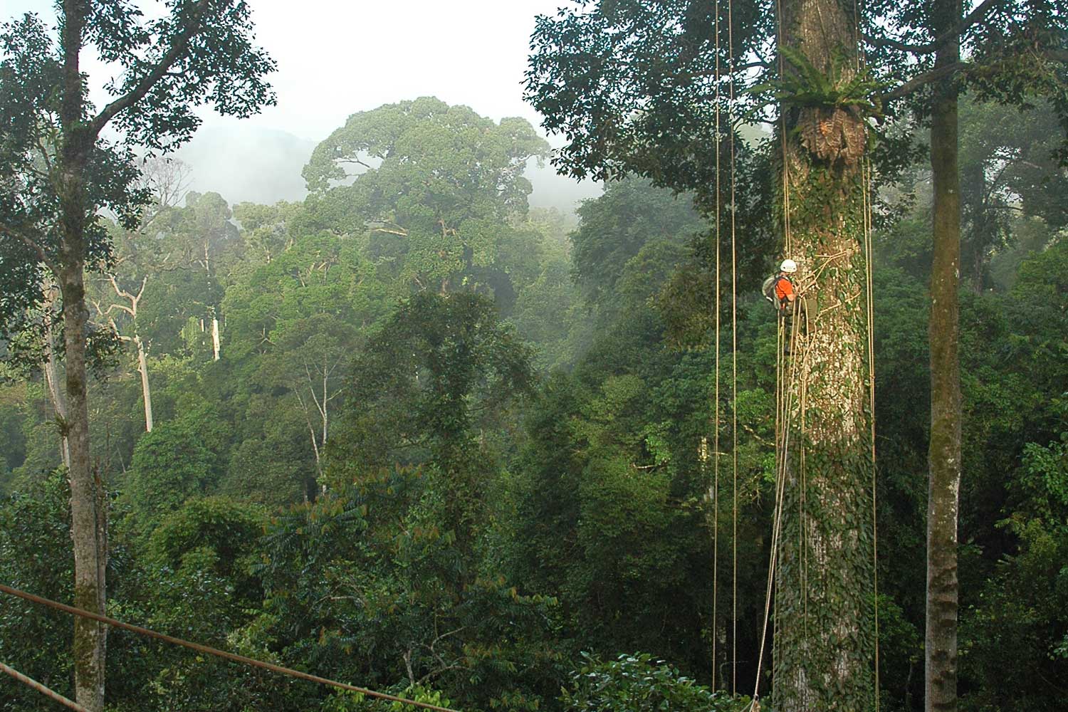 Nick Dunbar of The Whole Tree Company climbing a tree in tropical rainforest canopy