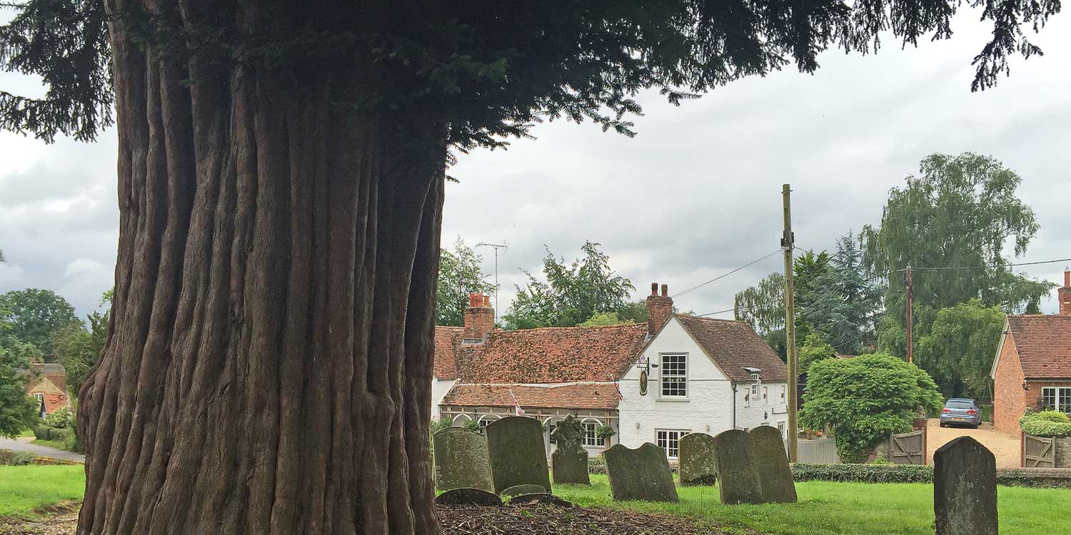 Church tree for inspection in Buckinghamshire